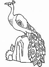 Merak Burung Mewarnai Peacocks Paud Tk Macam Coloringme Aneka Temukan Sd sketch template