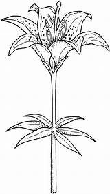 Lily Coloring Pages Lilies Flower Blooming Flowers Water Lys Coloriage Drawings Printable Supercoloring Fleur Monet Lilium Line Drawing Kids Simple sketch template