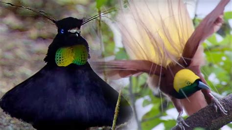 bird of paradise courtship spectacle planet earth bbc earth youtube