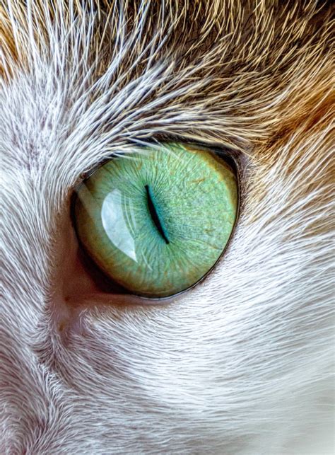 cat eye  stock photo public domain pictures