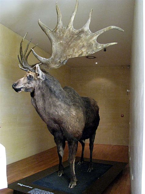 irish elk megaloceros giganteus  latest  remains