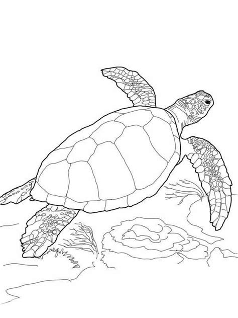 green sea turtle coloring page youngandtaecom turtle drawing sea