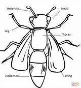 Insect Parts Body Coloring Printable Explorations June Drawing Bug Interested Learning sketch template