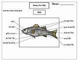 Fish Label Parts Printables Montessori Rating sketch template