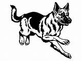 German Shepherd Dog Drawing Puppy Shepard Breed Police Getdrawings Animal Cop Law Pet Dogs sketch template