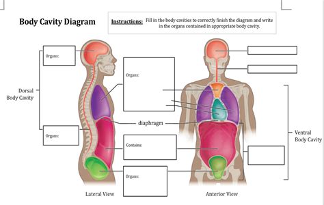 solved body cavity diagram instructions fill   body cheggcom