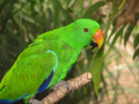 eclectus parrot adelaide zoo trevors birding