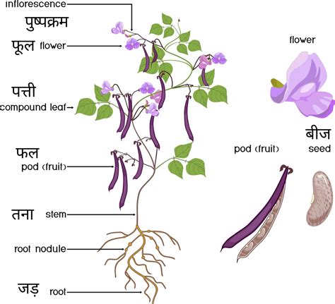 aa plant morphology  hindi phytomorphology