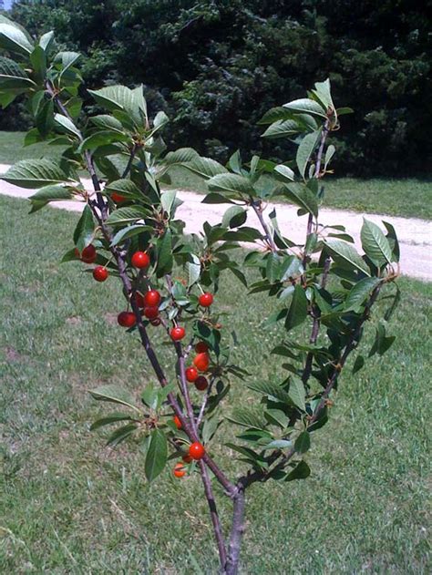 first kansas sweet cherry harvest grit