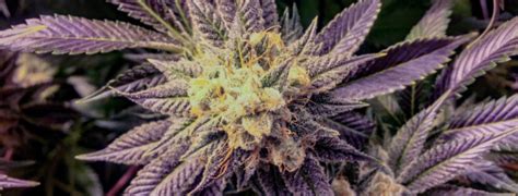 purple og strain review togo weed