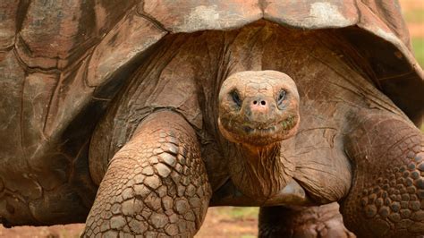World’s Biggest Tortoise The Giant Galapagos Tortoise 5