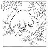 Platypus Duckbill Colouring Kids sketch template