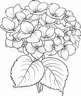 Hydrangea Drawing Flower Blooming Vector Drawings Line Flowers Sketch Background Pages Illustration Simple Colourbox Coloring Draw Sketches Colouring Mop Head sketch template
