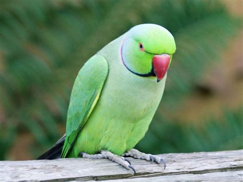 indian ringneck parrots google search indian ringneck parrots pinterest ring necked