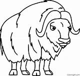 Ox Musk Muskox Coloringall sketch template