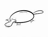 Platypus Coloring Pages Cliparts Color Duckbill Favorites Add sketch template