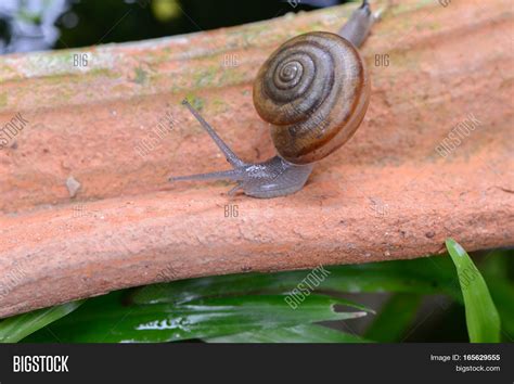 snail walking  edge image photo  trial bigstock