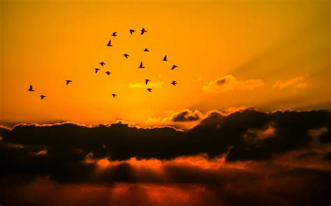 mass  bird flying  sunset  stock photo