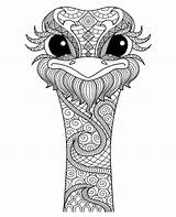 Coloring Adults Ostrich Mandala Pages Tattoo Drawings Adult Relaxing Drawn Color Hand Shirt 123rf Choose Board Animal Sold sketch template