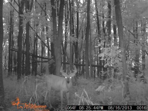 You Can Share Your Trail Cam Pics With Me And I Ll Post
