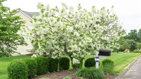 white fringetree chionanthus virginicus land designs unlimited llc