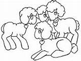 Coloring Lambs Easter Pages Lamb Sheep Ws sketch template