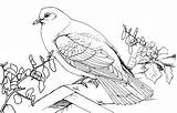 Pigeon Colorat Duif Imagini Planse Bestcoloringpagesforkids Porumbel sketch template