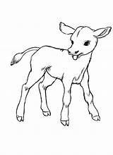 Calf Cow sketch template