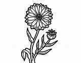 Marigold Coloring Pot Pages Getcolorings Flower Pa Color Coloringcrew Colorear sketch template