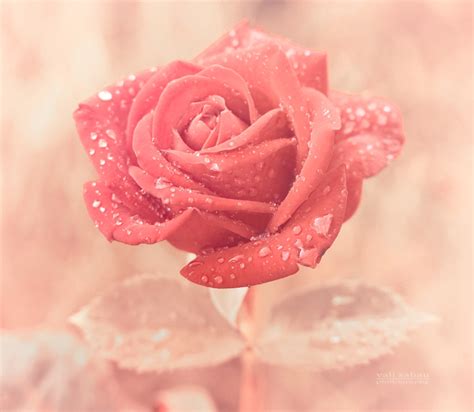 rose blumen foto  fanpop