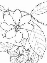 Gardenia Carinata Kolorowanki Dibujo Gardenias Fiori Line Kwiatowe sketch template