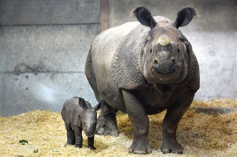 break        denver zoos  baby rhino colorado public radio