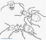 Ant Coloring Ants Pages Hill Drawing Colony Printable Septiembre Marching Clipart Cartoon Color Getcolorings Drawings Kids Cliparts Anthill Popular Getdrawings sketch template