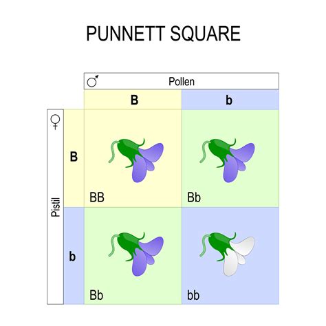 Section 3b3 Punnett Squares – Vividscience