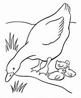 Goose Coloring Pages Baby Printable Kids Sheets Ducks Mother Easter Farm Babies Animal Geese Duck Embroidery Color Colouring Her Drawings sketch template