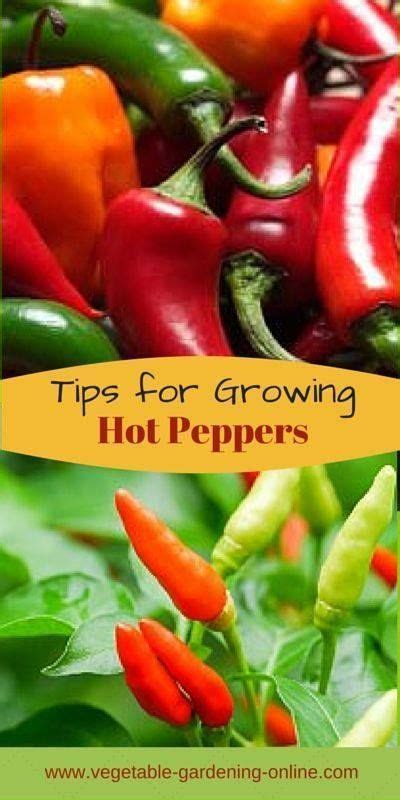 advices    grow chili peppers growing hot pepper