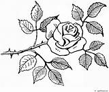 Rosas Colorear Gratistodo Recortables Coloringcity sketch template