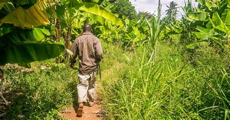 devotion finding brothers   banana farmers