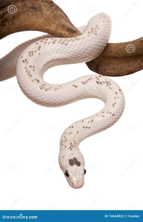 het zwarte hangen van de slang van de rat van tak stock foto image  griezelig ongewervelde