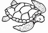 Turtle Coloring Sea Pages Drawing Color Print Printable Adults Turtles Easy Clipart Shell Loggerhead Kids Preschoolers Tortoise Cute Simple Please sketch template