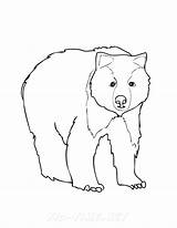 Bear Coloring Angry Getdrawings sketch template