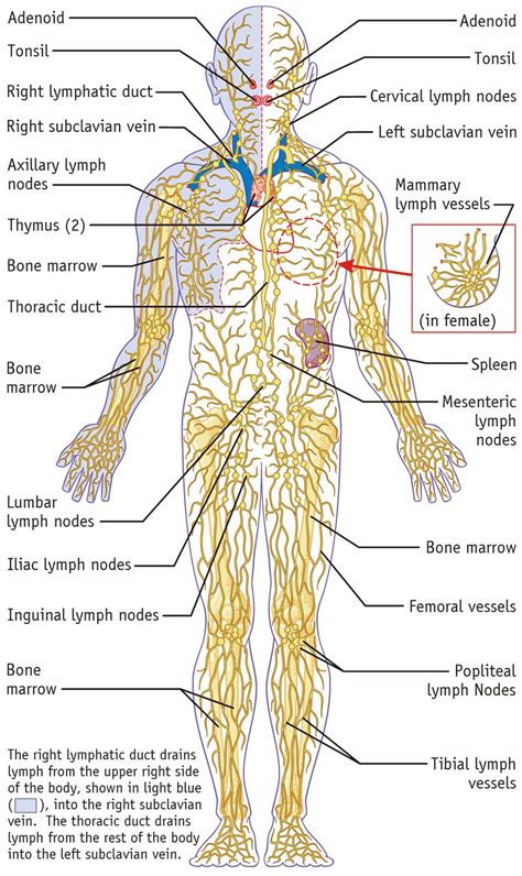 anatomy  physiology understanding  lymphatic system  alchemist