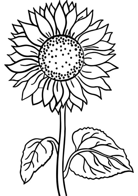 beautiful sunflower coloring page  printable coloring pages  kids