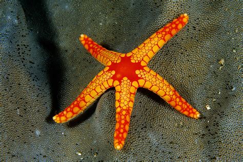 tropical sea stars andrewjmartinezcom