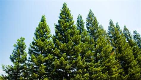 How Do Pine Trees Reproduce Sciencing