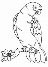 Ara Macaw Coloring4free Animal 2892 Ausmalbild sketch template