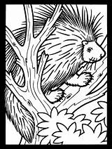 Porcupine Anfibi Baum Igel Einem Porcupines Colouring Disegno Supercoloring sketch template