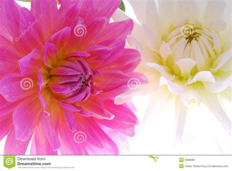 pink  white flowers stock image image  natural floral
