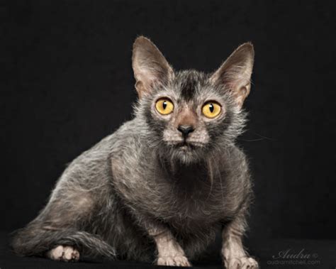 Lykoi Tumblr