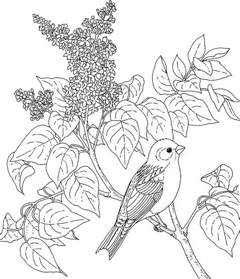 birds  flowers coloring pages  getcoloringscom  printable